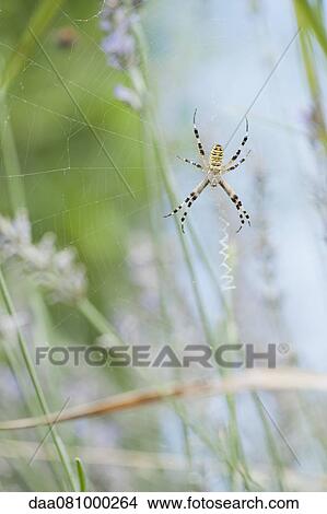 Wasp spider (Argiope bruennichi) View Large Photo Image Picture - Wasp spider (Argiope bruennichi). Fotosearch