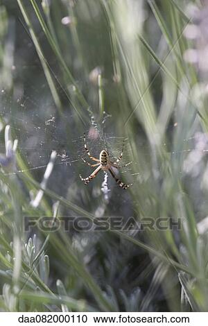 Stock Image - Wasp spider (Argiope bruennichi). Fotosearch