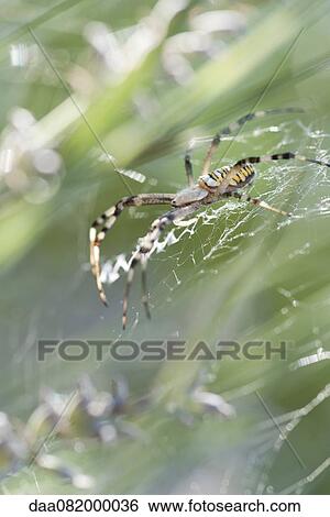 Stock Photograph - Wasp spider (Argiope bruennichi). Fotosearch