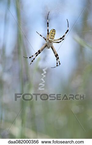 Wasp spider (Argiope bruennichi) View Large Photo Image Stock Photograph - Wasp spider (Argiope bruennichi). Fotosearch