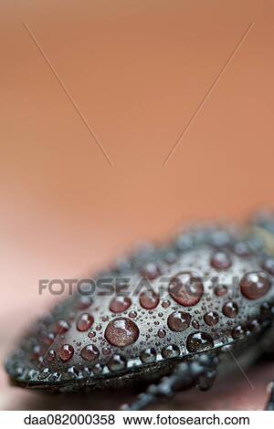 Stock Photo - Water drops on beetle, close-up. Fotosearch