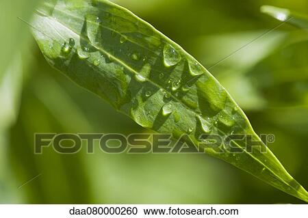 Water drops on leaf View Large Photo Image Stock Image - Water drops on leaf. Fotosearch