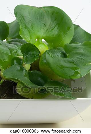 Water hyacinth in shallow dish View Large Photo Image Stock Photography - Water hyacinth in shallow dish. Fotosearch