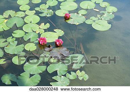 Water lilies in pond, high angle view View Large Photo Image Stock Photo - Water lilies in pond, high angle view. Fotosearch