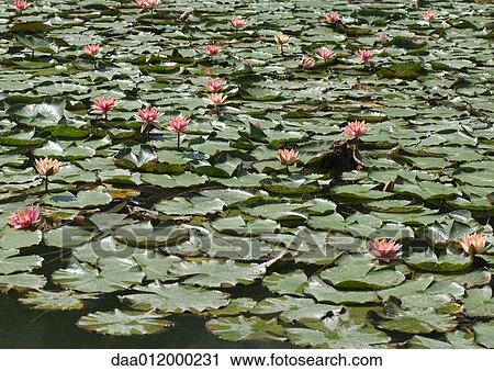 Water lilies View Large Photo Image Stock Image - Water lilies. Fotosearch