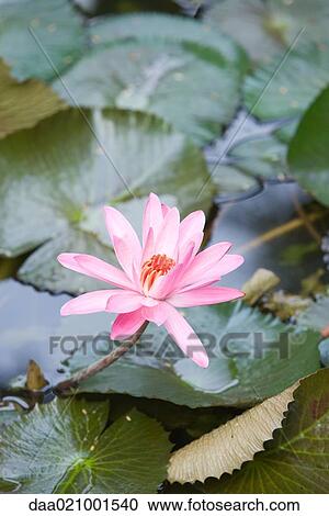Water lilies View Large Photo Image Stock Image - Water lilies. Fotosearch