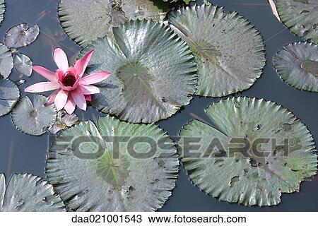 Water lilies View Large Photo Image Stock Image - Water lilies. Fotosearch