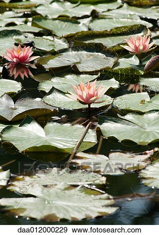 Stock Photo - Water lilies. Fotosearch