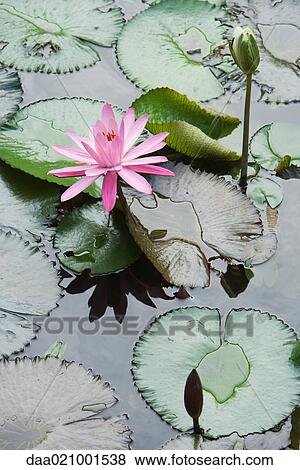 Stock Photo - Water lilies. Fotosearch