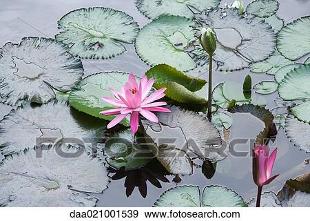 Stock Photo - Water lilies. Fotosearch