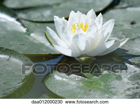 Stock Image - Water lily. Fotosearch
