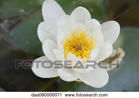 Water lily View Large Photo Image Stock Image - Water lily. Fotosearch