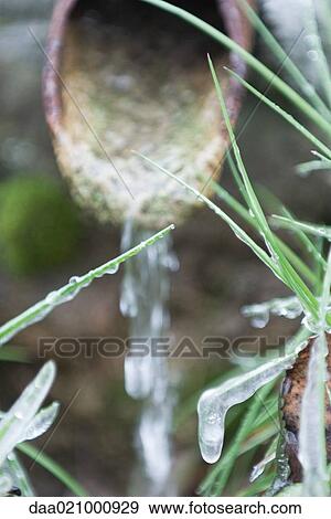 Water running from pipe, frozen vegetation in foreground View Large Photo Image Stock Photo - Water running from pipe, frozen vegetation in foreground. Fotosearch