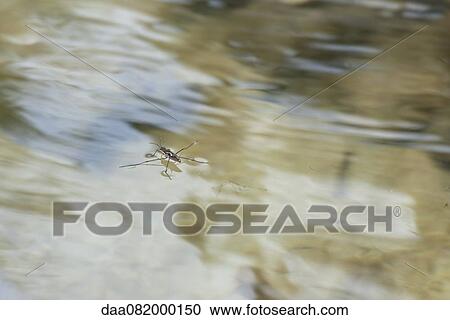 Water strider on water's surface View Large Photo Image Stock Image - Water strider on water's surface. Fotosearch