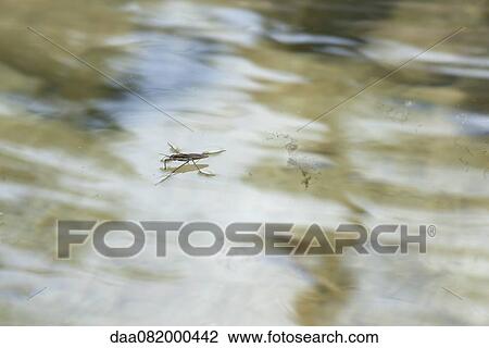 Water strider on water's surface View Large Photo Image Stock Image - Water strider on water's surface. Fotosearch