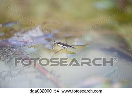 Water strider View Large Photo Image Picture - Water strider. Fotosearch