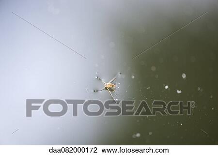 Water strider View Large Photo Image Stock Image - Water strider. Fotosearch