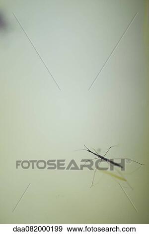 Water strider View Large Photo Image Stock Photo - Water strider. Fotosearch