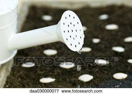 Stock Photo - Watering newly planted seeds. Fotosearch