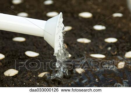 Stock Photograph - Watering newly planted seeds. Fotosearch