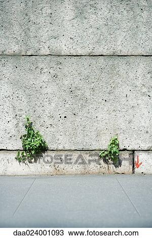 Stock Image - Weeds growing from cracks in wall. Fotosearch