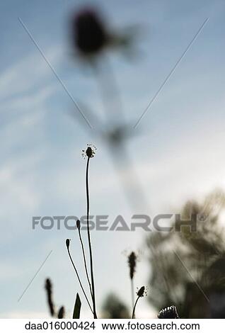 Weeds, low angle view View Large Photo Image Picture - Weeds, low angle view. Fotosearch
