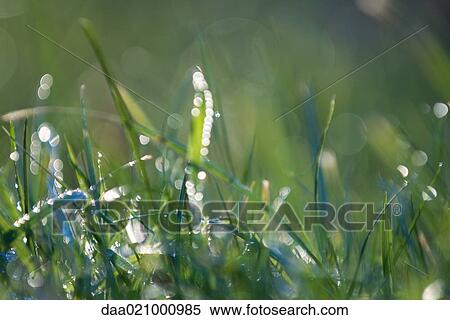 Wet grass, defocused View Large Photo Image Stock Photography - Wet grass, defocused. Fotosearch