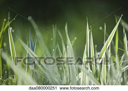 Wet grass View Large Photo Image Stock Image - Wet grass. Fotosearch