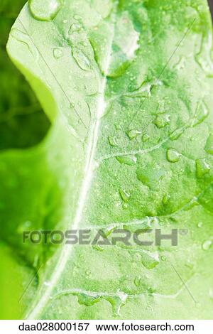 Stock Photo - Wet leaf, extreme close-up. Fotosearch