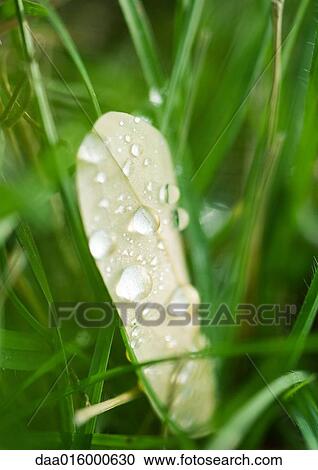 Wet leaf in grass View Large Photo Image Stock Image - Wet leaf in grass. Fotosearch