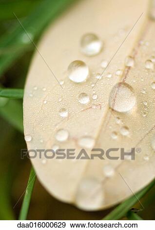 Wet leaf View Large Photo Image Stock Photo - Wet leaf. Fotosearch