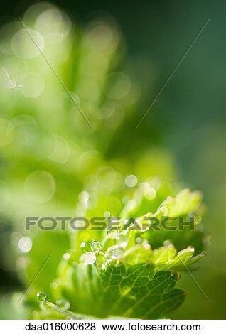 Wet leaves View Large Photo Image Stock Photo - Wet leaves. Fotosearch