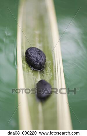 Stock Image - Wet stones on palm leaf floating on water. Fotosearch