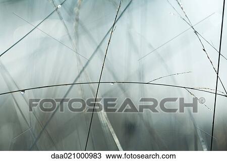 Wet vegetation and mist, close-up View Large Photo Image Stock Image - Wet vegetation and mist, close-up. Fotosearch
