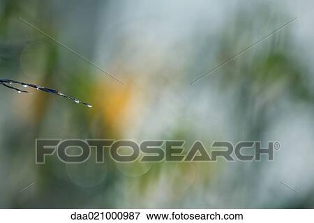 Wet vegetation, blurred background View Large Photo Image Stock Photo - Wet vegetation, blurred background. Fotosearch