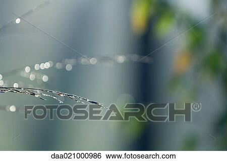 Wet vegetation, focus on foreground View Large Photo Image Stock Photograph - Wet vegetation, focus on foreground. Fotosearch