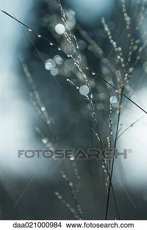 Wet vegetation View Large Photo Image Picture - Wet vegetation. Fotosearch