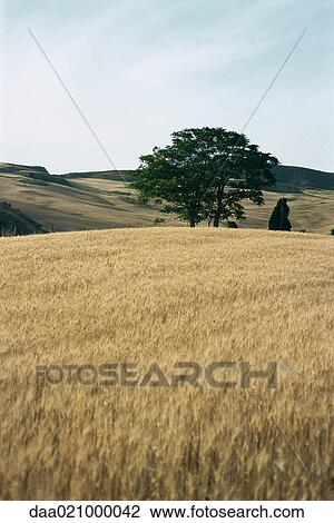 Wheat field View Large Photo Image Stock Image - Wheat field. Fotosearch