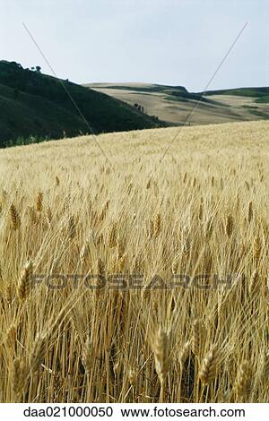 Wheat field View Large Photo Image Stock Image - Wheat field. Fotosearch