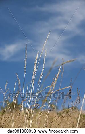 Stock Photo - Wheat growing in field. Fotosearch