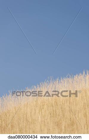 Wheatfield View Large Photo Image Picture - Wheatfield. Fotosearch