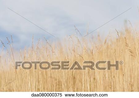 Wheatfield View Large Photo Image Stock Photography - Wheatfield. Fotosearch