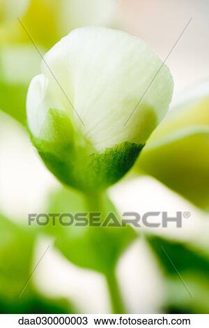 Stock Image - White begonia bud, close-up. Fotosearch