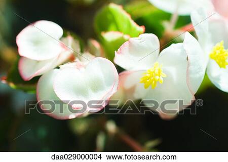 Picture - White begonias, close-up. Fotosearch