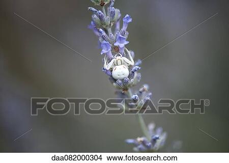 Picture - White crab spider on lavender flowers. Fotosearch