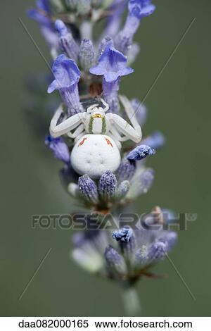 White crab spider on lavender flowers View Large Photo Image Stock Photography - White crab spider on lavender flowers. Fotosearch