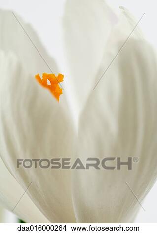 White crocus, close-up View Large Photo Image Picture - White crocus, close-up. Fotosearch