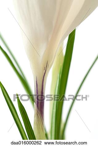 Stock Image - White crocus, close-up. Fotosearch