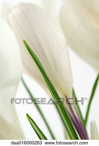 White crocus, close-up View Large Photo Image Stock Image - White crocus, close-up. Fotosearch