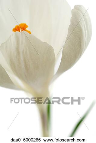 White crocus, close-up View Large Photo Image Stock Photograph - White crocus, close-up. Fotosearch